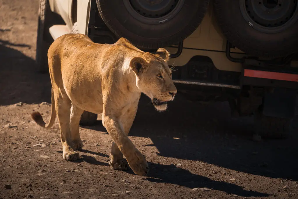 Lioness walking on dirt road near a safari jeep in ngorongoro conservation area, namibia, africa