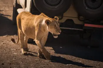 Lioness walking on dirt road near a safari jeep in ngorongoro conservation area, namibia, africa