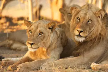 Lions (Panthera leo), Mana Pools, South Africa