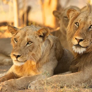 Lions (Panthera leo), Mana Pools, South Africa