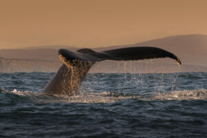 Majestic whale tail emerges from the ocean at sunset