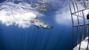 Mexico, Guadalupe Island, Great white shark and cage