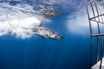Mexico, Guadalupe Island, Great white shark and cage
