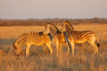 Plains zebras in late afternoon light
