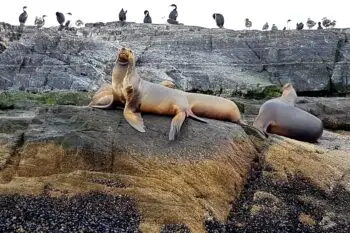 sea-lions-resting-on-the-rocks-2026-01-07-05-57-31-utc