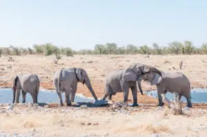 Social interaction between two African elephants, Loxodonta africana, at a waterhole in Northern Namibia