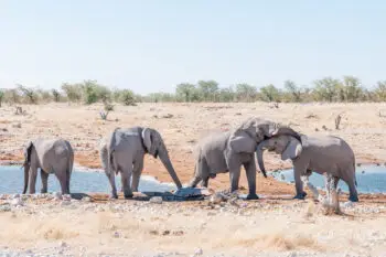 Social interaction between two African elephants, Loxodonta africana, at a waterhole in Northern Namibia
