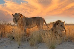 wo big male African lion (Panthera leo) in early morning light, Kalahari desert, South Africa