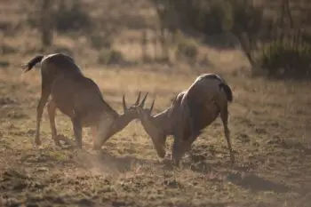 The two kudus fighting head to head with blurred background