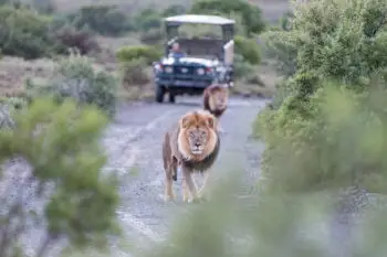 Two male lions in a typical scene on a game drive in a game park in South Africa
