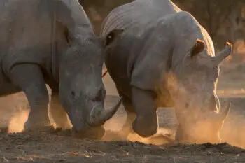Two rhinoceroses in a dusty standoff at golden hour