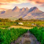 Vineyard landscape at sunset with mountains in Stellenbosch, near Cape Town, South Africa. wine grapes on vine in the vineyard at Stellenbosch