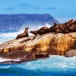 Wild South African seals, many cute sea lions lying down on the rock and bask in the sun, beautiful wild animals, exotic tourism concept