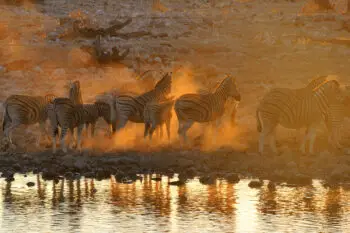 Zebras at sunset at Okaukeujo waterhole, Namibia