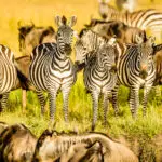 Zebras and wildebeest standing in grass