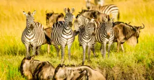 Zebras and wildebeest standing in grass